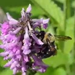 Bee on flower